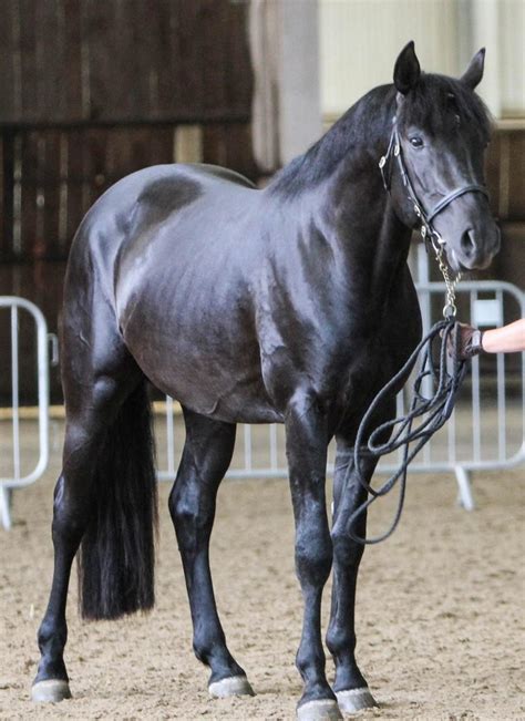 albion azteca horse  british association   pure bred spanish