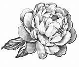 Peony Drawing Tattoo Flower Sketch Drawings Peonies Tattoos Line Sketches Draw Peonie Flowers Beautiful Designs Floral Easy Shoulder Templates Drawn sketch template