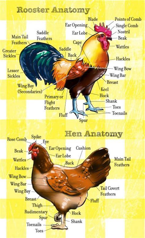rooster anatomy  hen anatomy chicken anatomy chickens backyard raising chickens
