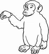 Coloring Pages Chimp Orangutan Chimpanzee Printable Drawing Orangutans Apes Getdrawings Animal Cartoon Hi Says Supercoloring Affe Choose Board Color sketch template