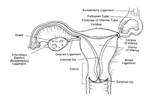 Reproductive Anatomy And Physiology The Female Reproductive System