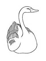 Swan Coloring Pages Swans Printable Drawings Drawing sketch template