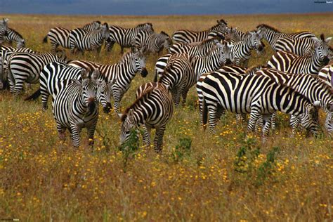 photo herd  zebra africa animals bush   jooinn