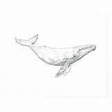 Whale Humpback Drawing Tattoo Print Pages Coloring Sketch Illustration Whales Baleine Dessin Color Painting Society6 Drawings Tattoos Getcolorings Google Bosse sketch template