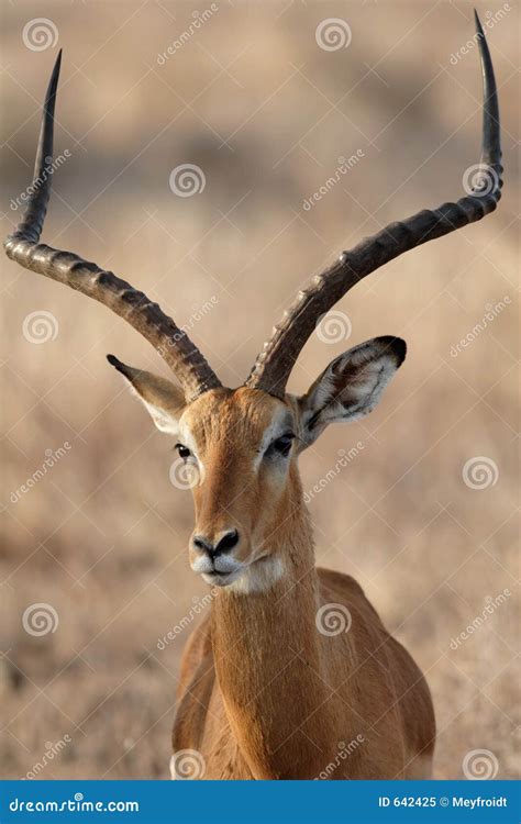 antelope stock image image  antelope  tense head