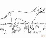 Coonhound Redbone Dalmatian Realistic Vizsla Retriever Dane Draw Newfoundland Supercoloring sketch template
