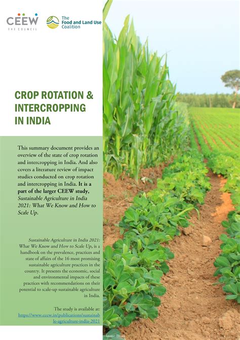 crop rotation intercropping ceew research