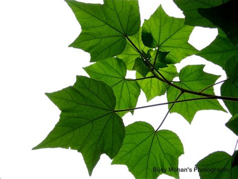 leaf  photo  flickriver