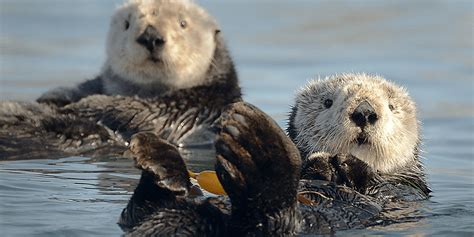 sea otters help scientists keep track of them thanks to the tools they