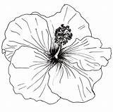 Hibiscus Line Drawing Plant Week May Flowers Hawaiian Tropical Getdrawings Ella Place sketch template