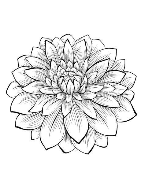 flowers  vegetation coloring pages  adults coloring adult