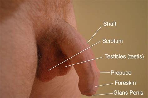 male penis health sex nude celeb