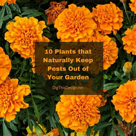 plants  naturally  pests    garden dig  design