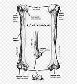 Pikpng Humerus sketch template