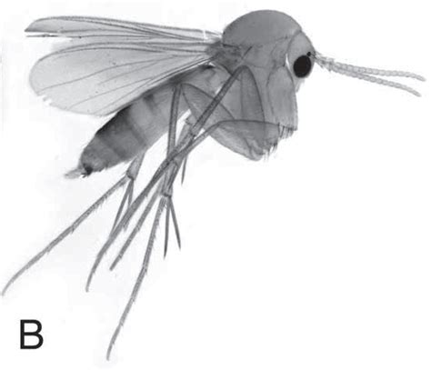 Sciency Thoughts Two New Species Of Fungus Gnat From Southeast Asia