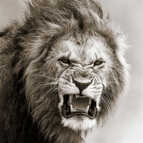 male lions roaring wallpaper google search lion images lion pictures