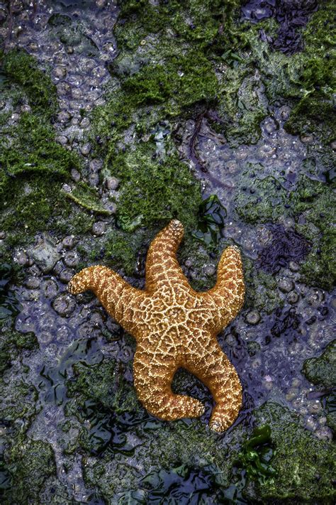 orange starfish bern harrison flickr