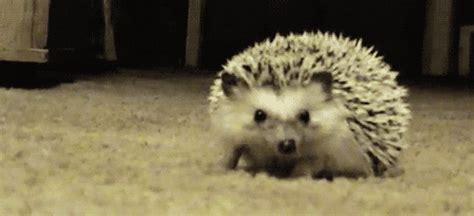 hedgehog find and share on giphy