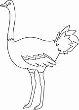 Ostrich Coloring Clip Emu Template Outline Colorable Pages Bird Line Sketch Sweetclipart sketch template