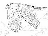 Coloring Falcons Pages Caracara Crested Northern Supercoloring sketch template