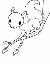 Coloring Squirrel Baby Branch Pages sketch template