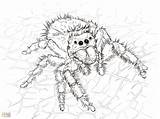 Spider Coloring Pages Scary Wolf Realistic Printable Getdrawings Color Print Getcolorings sketch template