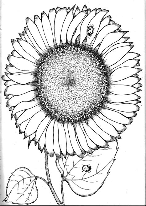 sunflower printable coloring pages