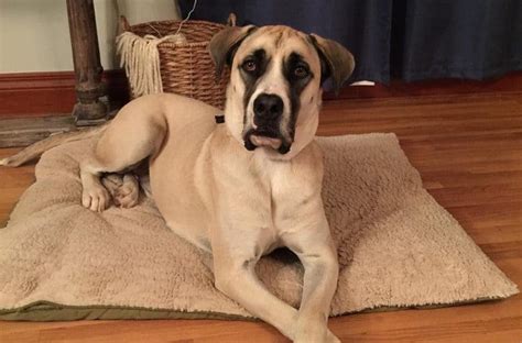 35 Great Dane Mixes You Need To Know More About Right Now K9 Web