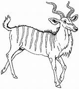 Antelope Coloring Kudu Pages Animals Janbrett Mural Printable Hhl Reversed Click Subscription Downloads sketch template