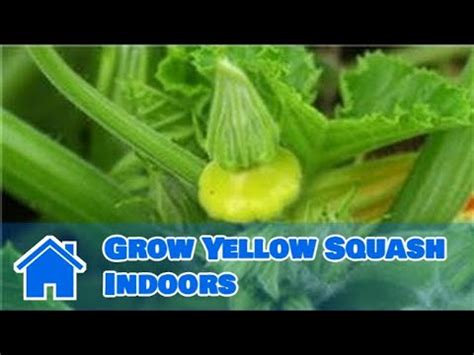 indoor gardening tips   grow yellow squash indoors youtube