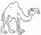 Camello Camellos Cammelli Dromadaire Sonriente Colorea Camile Desene Coloriages Coloratutto sketch template