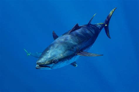 bluefin tuna  luxury viewer