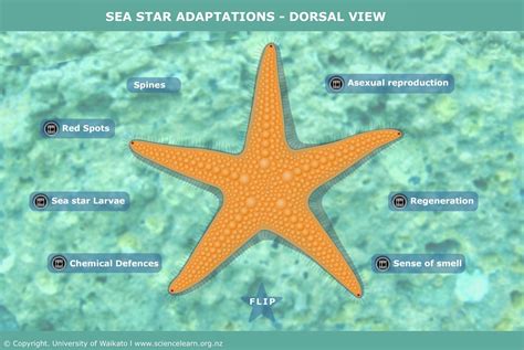 sea star adaptations dorsal view science learning hub