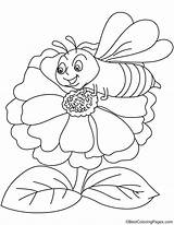 Zinnia Coloring Pages Flower Bee Attracts Getcolorings sketch template