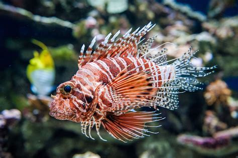 beware  poisonous fish  saltwater aquariums
