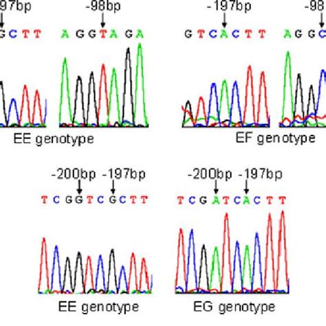 Sequence Comparison Of Ee Ef And Eg Genotypes Of Cdna Of Fshr Gene