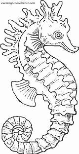 Hippocampe Seahorse Colorat Mare Aquatique Cal Caluti Coloriages Kleurplaat Hippocampes Jardindepierrot Dans Caballitos Marin Seahorses морской Ecrire Aprenden Juegan Divierten sketch template