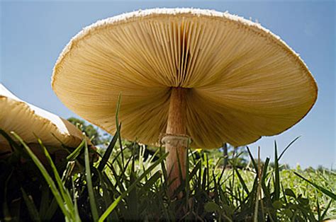 place mushrooms  sunlight    vitamin  greenmedinfo