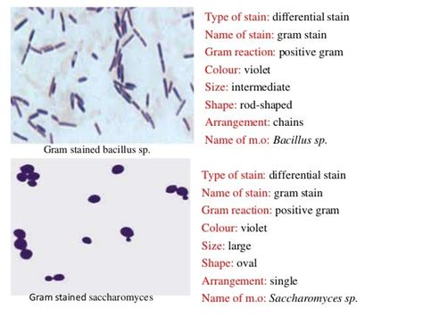 Bacterial Staining
