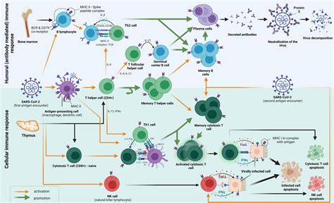 rskb  immune profiling