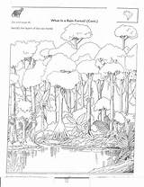 Rainforest Amazon Layers Coloring Animals Pages Tropical Forest Printable Colouring Rain Worksheets Packet Choose Board Sketch Kindergarten Template sketch template