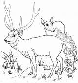 Ausmalen Reh Sambar Malvorlagen 1084 1161 Malvorlage Moose Hirsche sketch template