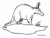 Aardvark Coloring Pages Colormegood Animals sketch template