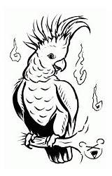 Cockatoo Sulphur Coloringbay Crested sketch template