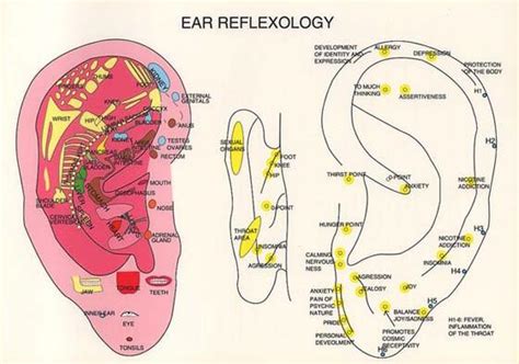 Chart With Reflexology 🥇 Ear Preassure Points 【2020