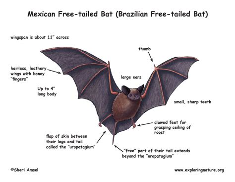 bat mexican  tailed  brazilian  tailed