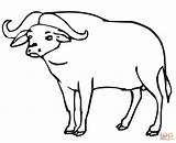 Buffalo Coloring Pages African Carabao Outline Drawing Printable Cartoon Color Bison Cape Templates Template Sketch Head Popular sketch template