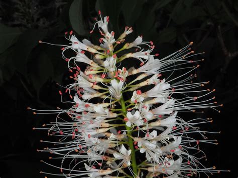 Aesculus Parviflora Walter Plants Of The World Online Kew Science