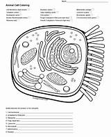 Cell Biologycorner Labeling Teacherspayteachers Mitosis Anatomy Organelles Completed Purposes Kayleighrosee sketch template