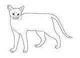 Coloring Pages Abyssinian Cats sketch template